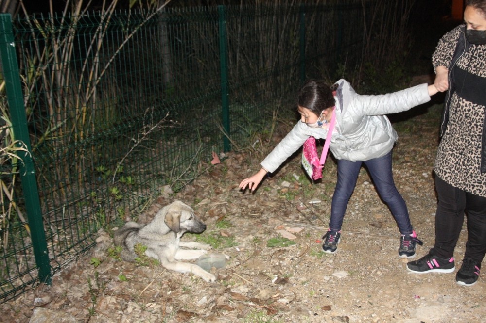 Küçük kızın hasta köpeğin başındaki “ne olur ölmesin” diye ağlayışları yürekleri burktu