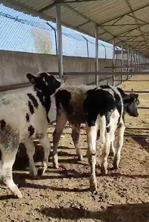 kayip inekleri jandarma sahibine teslim etti konya haberleri