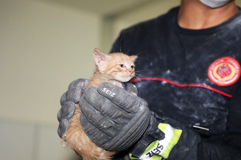 Büyükşehir binasında yavru kedi kurtarma operasyonu
