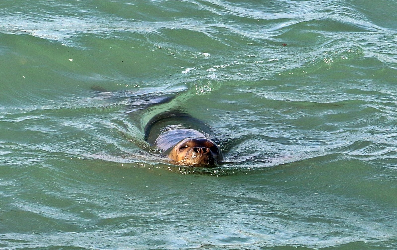 Nesli tükenme tehdidi altındaki Akdeniz foku, Boğaçayı’nda avlanırken objektiflere yakalandı