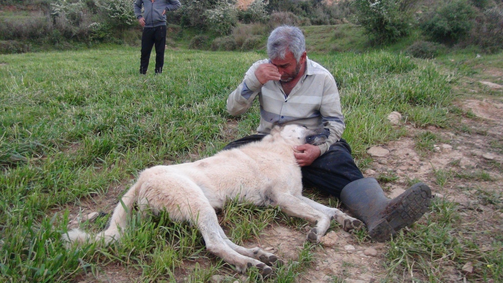 ÖZEL Vurularak öldürülen çoban köpeğinin başında gözyaşlarına boğuldu