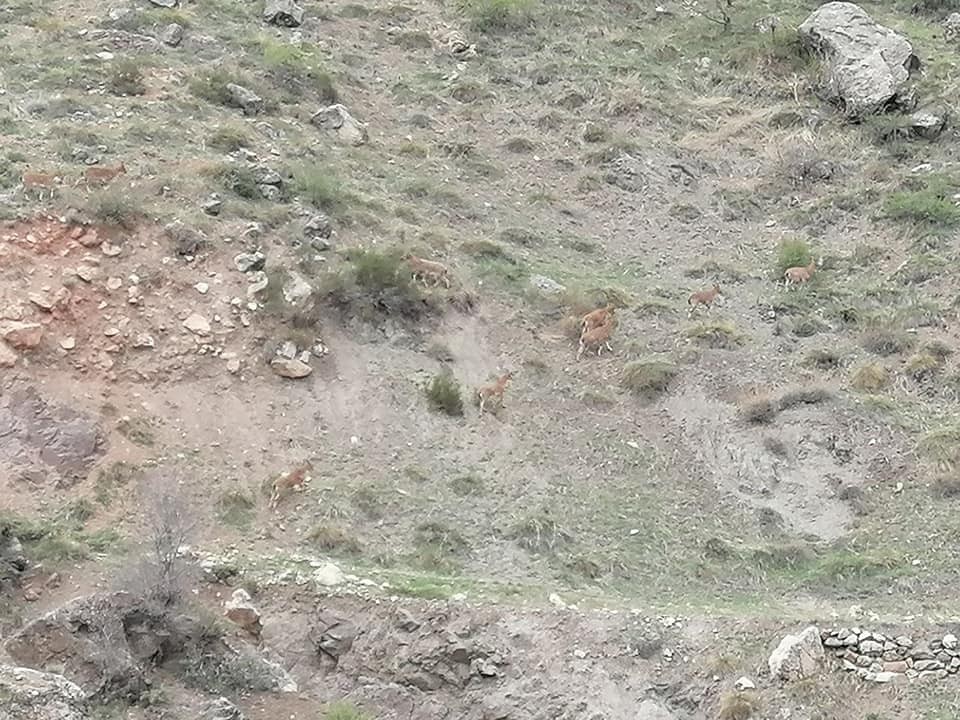 Sivas’ta dağ keçileri gözlemlendi