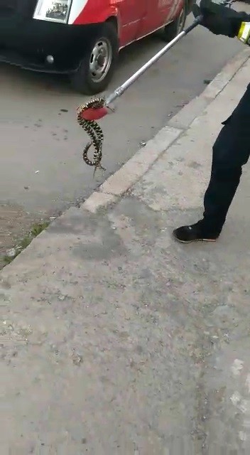 Apartman bahçesindeki yılanı itfaiye yakaladı
