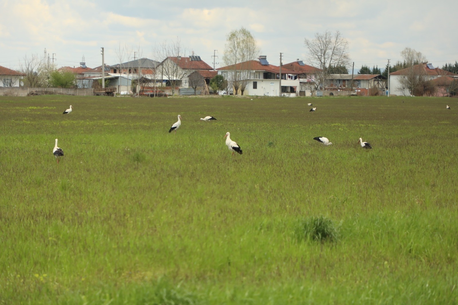 Göç yolundaki leylekler Sakarya’da mola verdiler