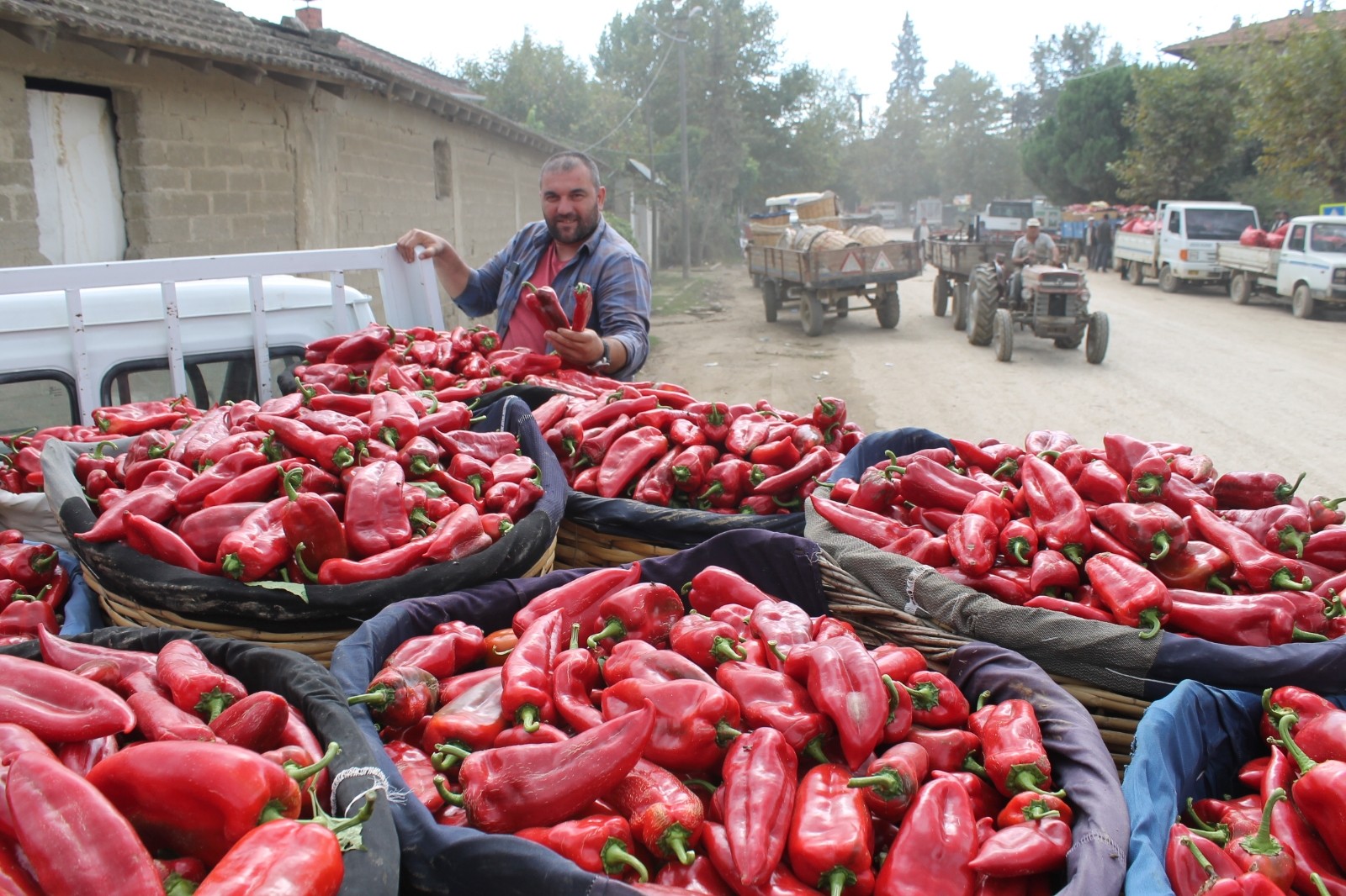 Biber tarlada 2, pazarda 10 lira