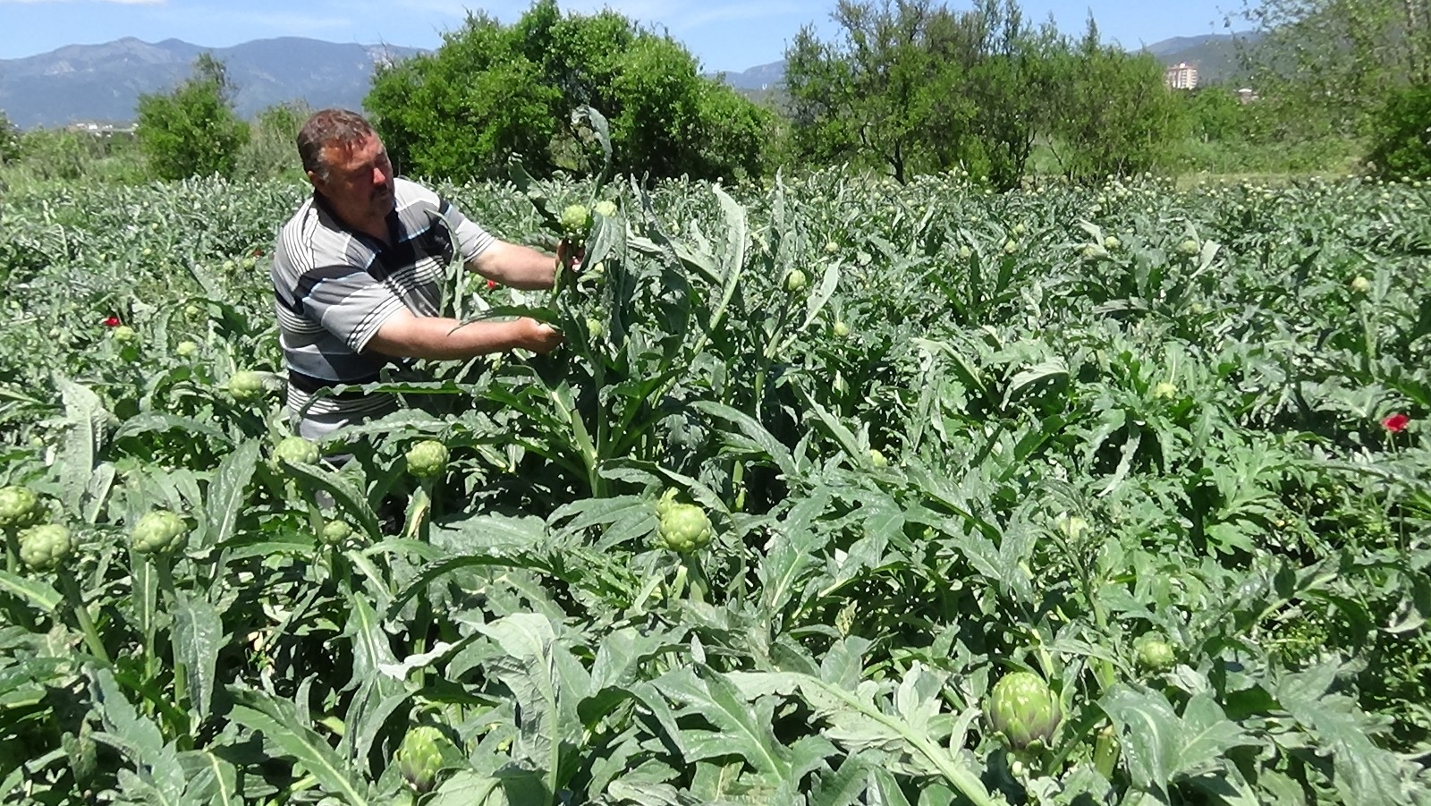 Özel İspanyol Enginarı Kazdağları’nı sevdi