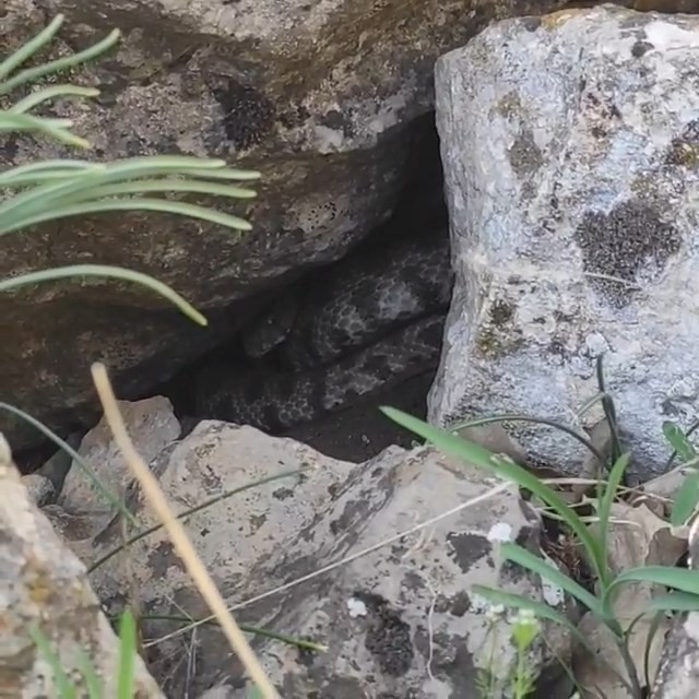 sabah