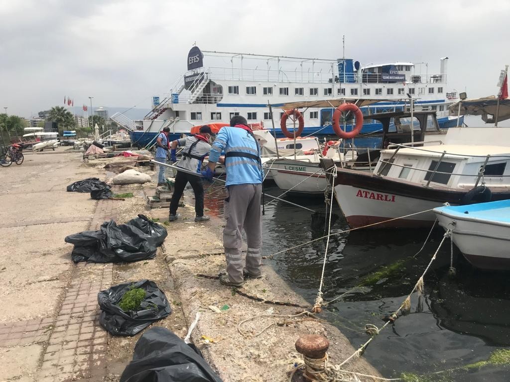 Körfez’deki deniz marulları temizleniyor