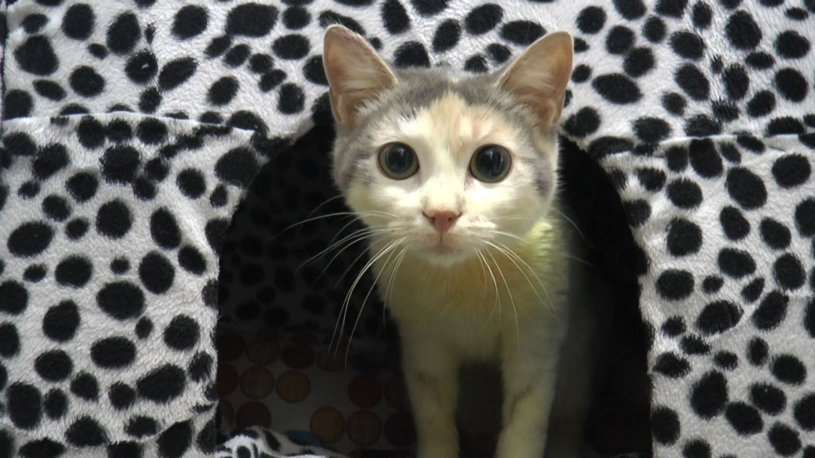 Leyla isimli kedi FIP virüsüyle yaşam savaşı veriyor Eskişehir Haberleri