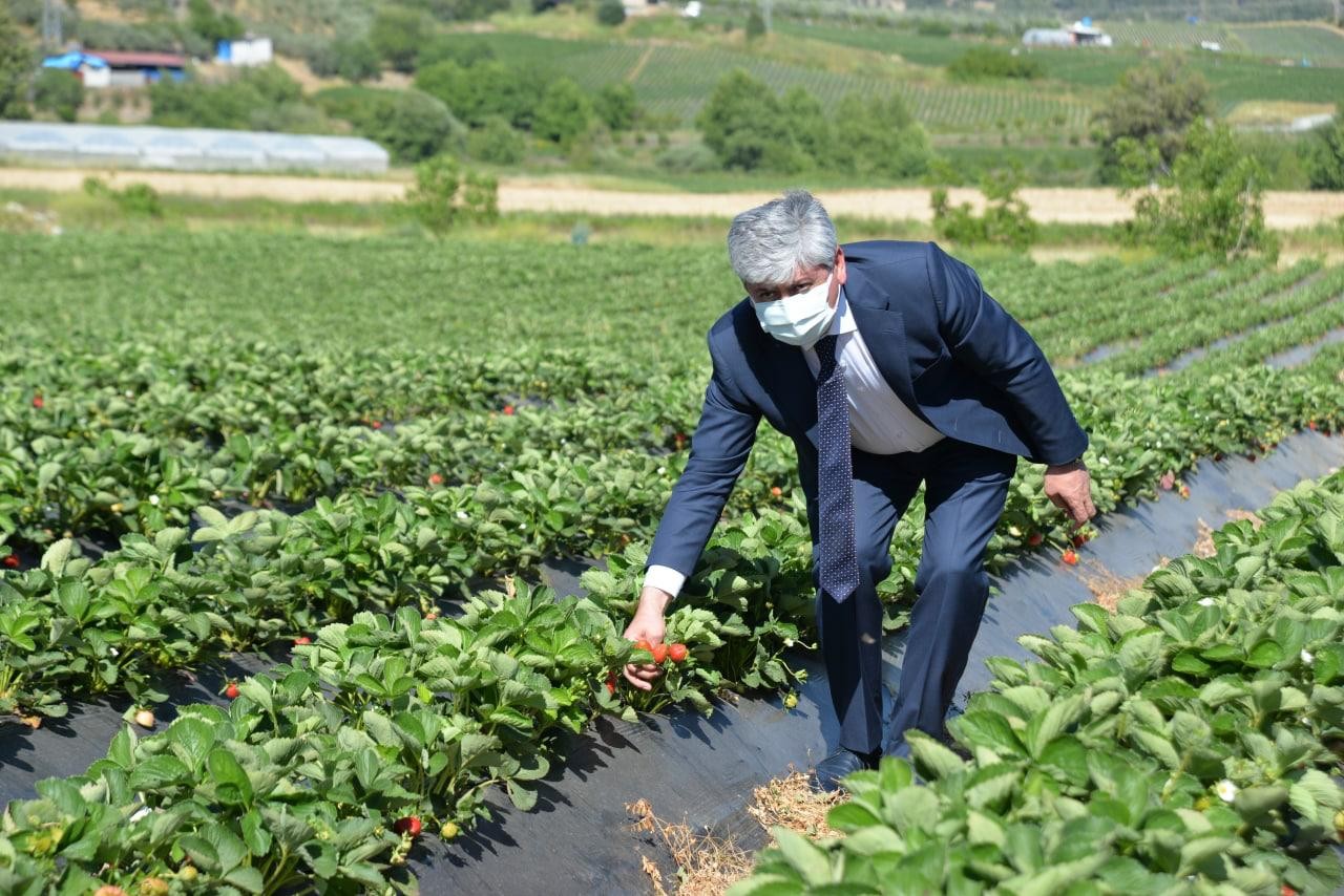 Yayladağı çileğinin yüzde 80’i ihraç ediliyor