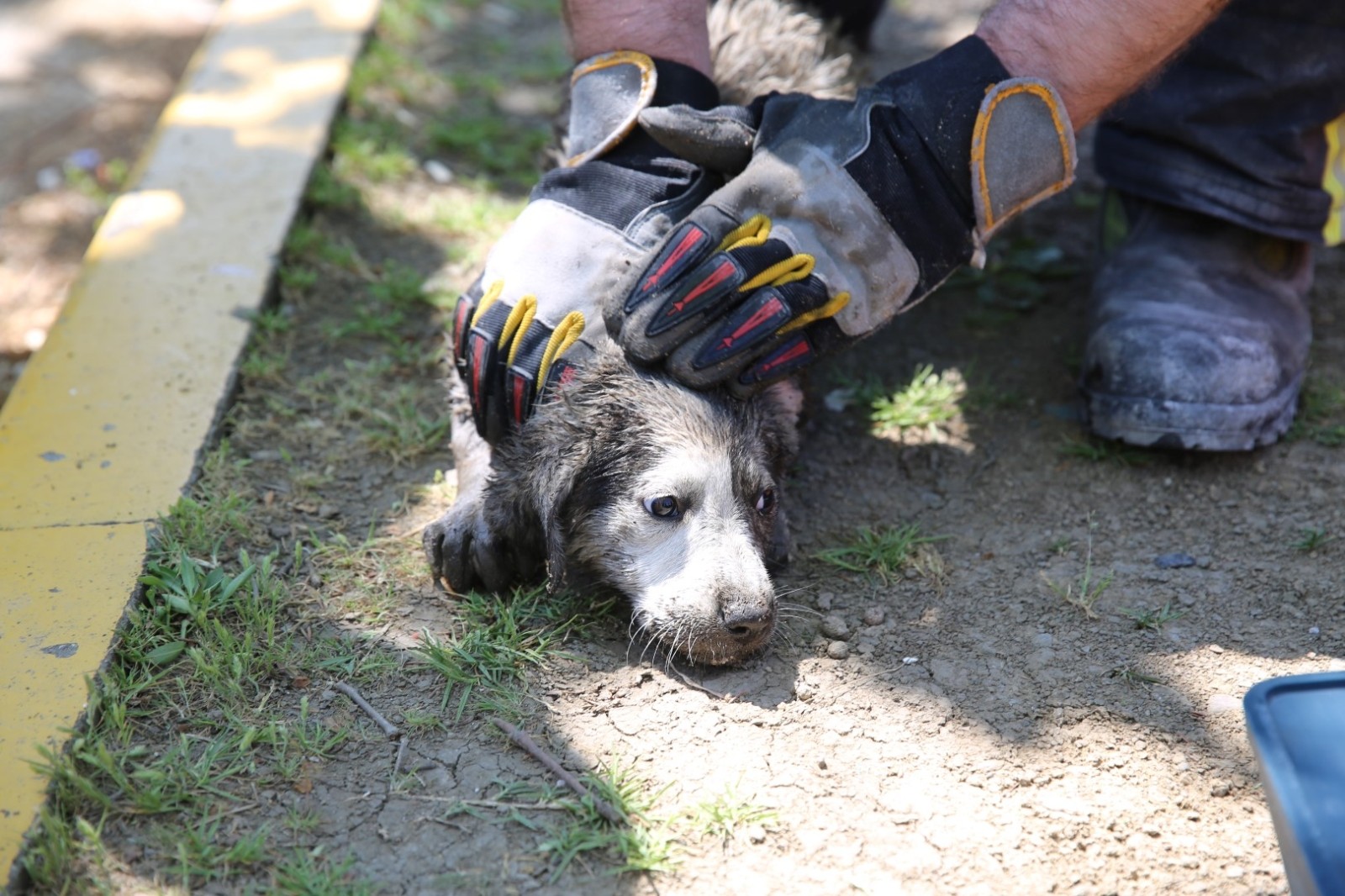 Anne köpek uyardı, Kocaeli itfaiyesi kurtardı Kocaeli Haberleri