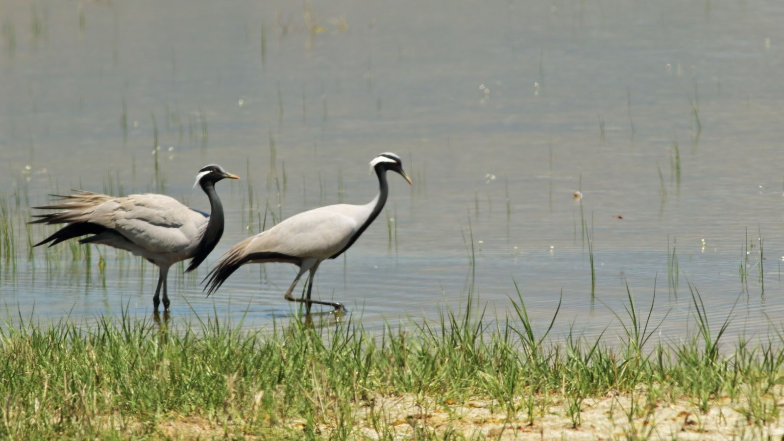 ‘Telli turna’ çifti için köylüler seferber oldu Amasya Haberleri