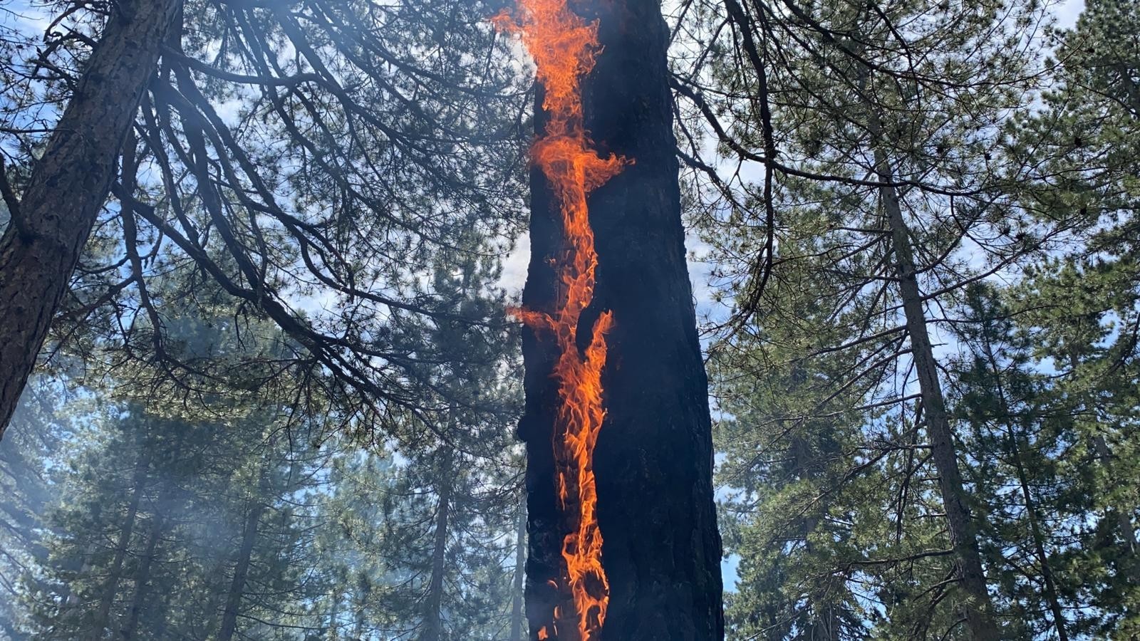 Alanya’da orman yangını