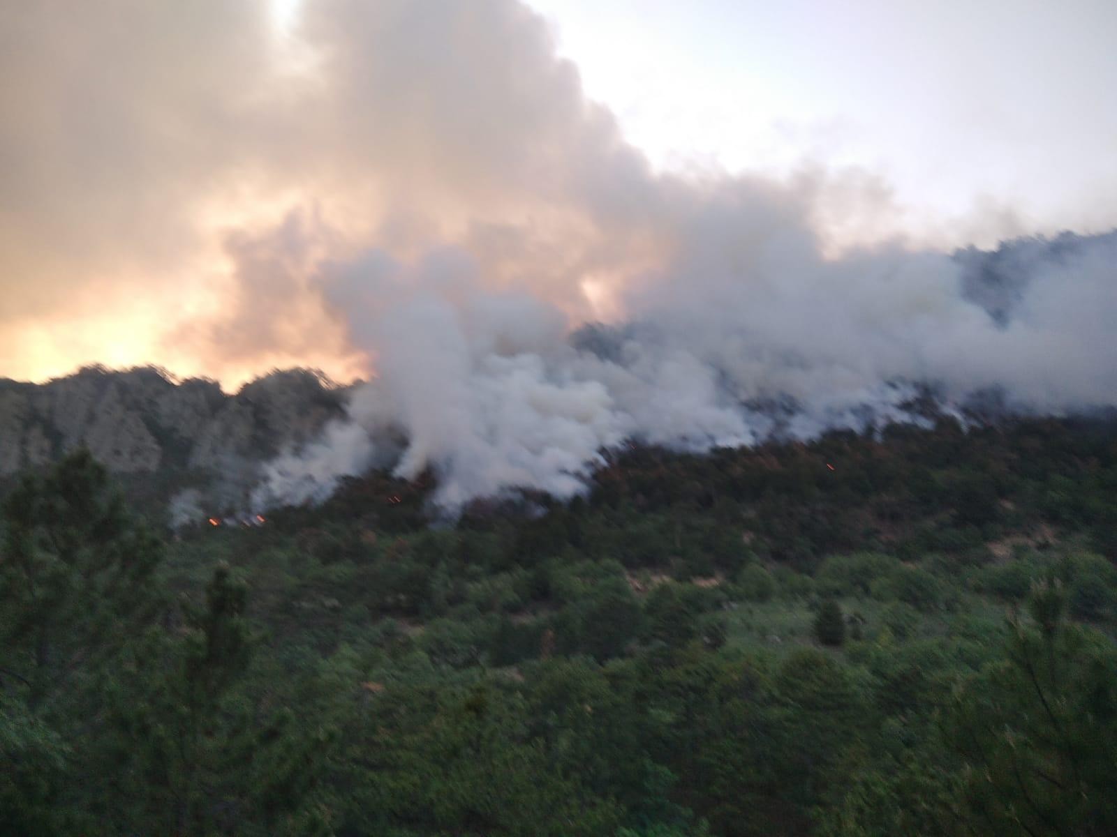 Bolu’da orman yangınında 7 hektar alan zarar gördü