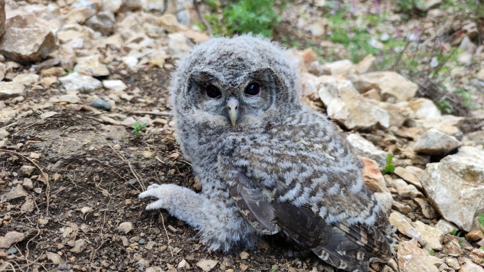 Doğada bulunan yavru puhu koruma altına alındı