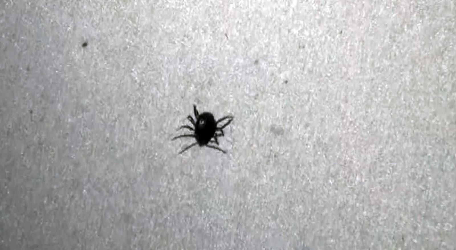 Yozgat’ta kenenin neden olduğu ölümlere bir yenisi eklendi Yozgat’ta kenenin neden olduğu ölümlere bir yenisi eklendi