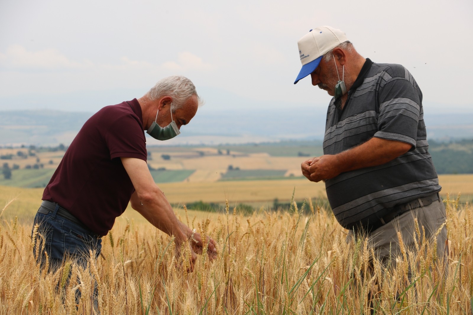 Edirne’de çiftçiler buğday harmanı sezonundan umutlu