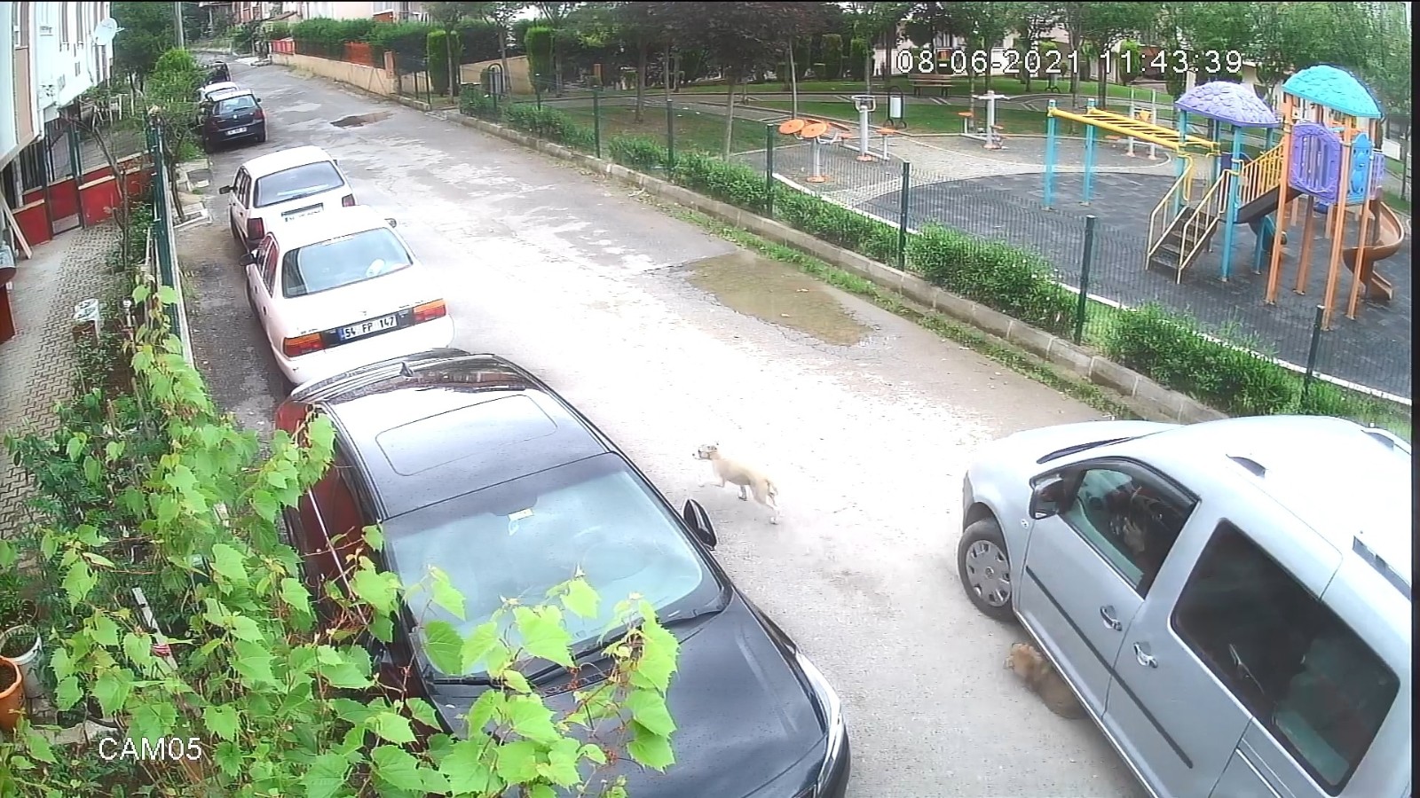 Yolda oynayan yavru köpeği ezip yoluna