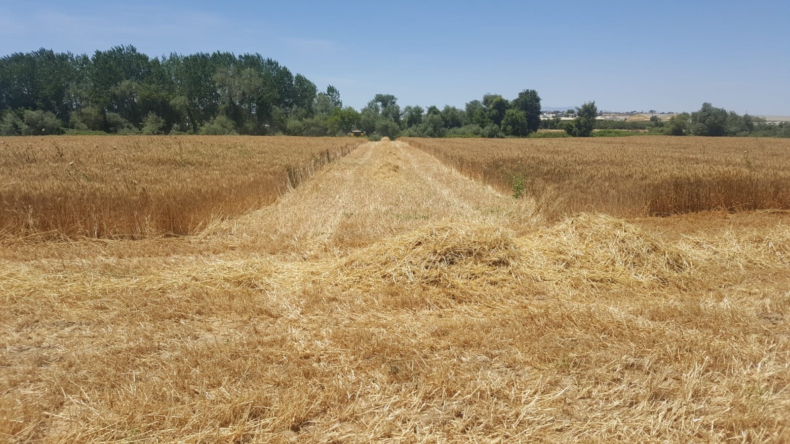 AÜ Ziraat Fakültesi buğday hasadında rekor kırdı