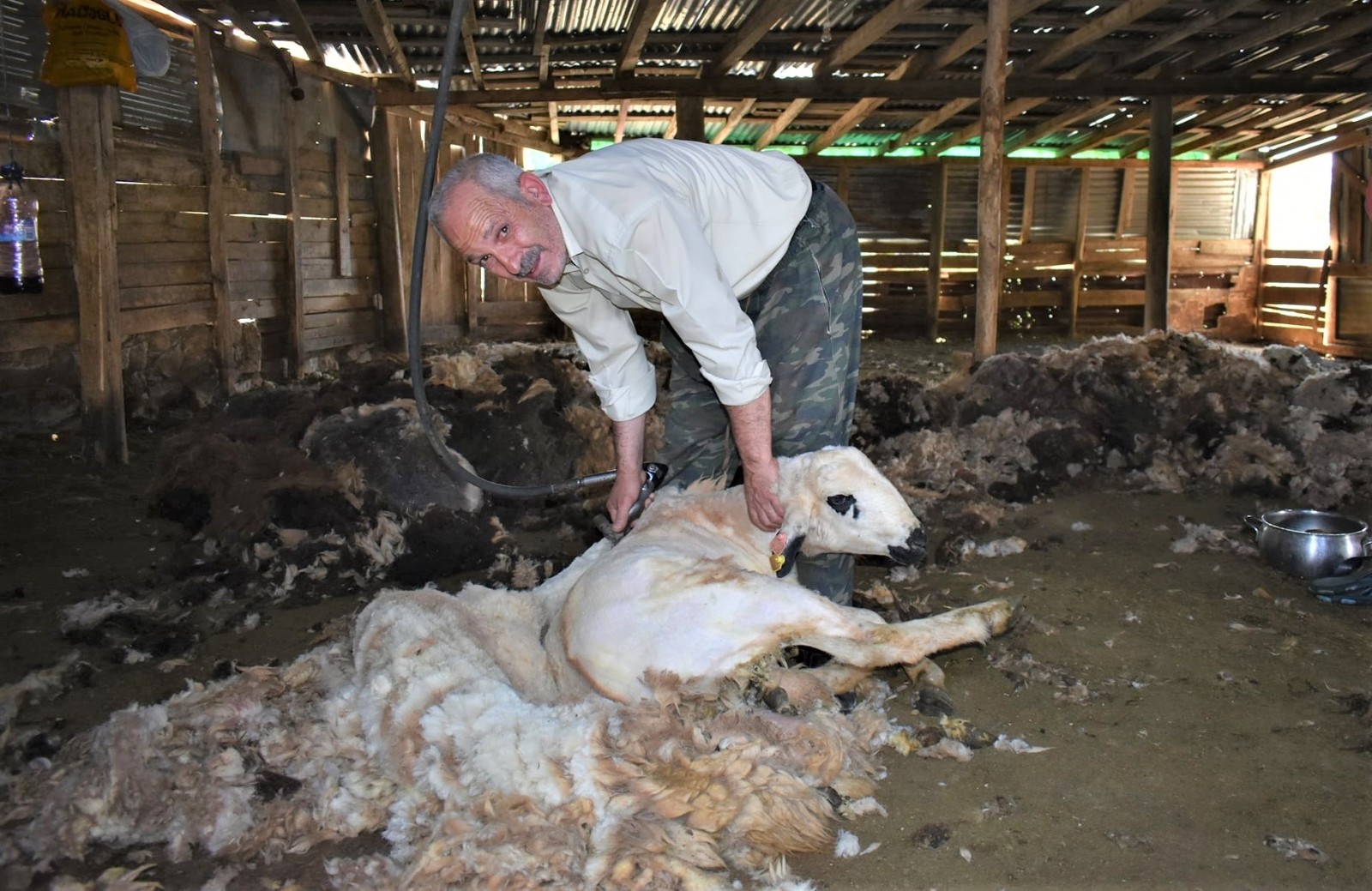 Bayburt’ta havaların ısınmasıyla birlikte besiciler, koyun kırkma işlemine devam ediyor