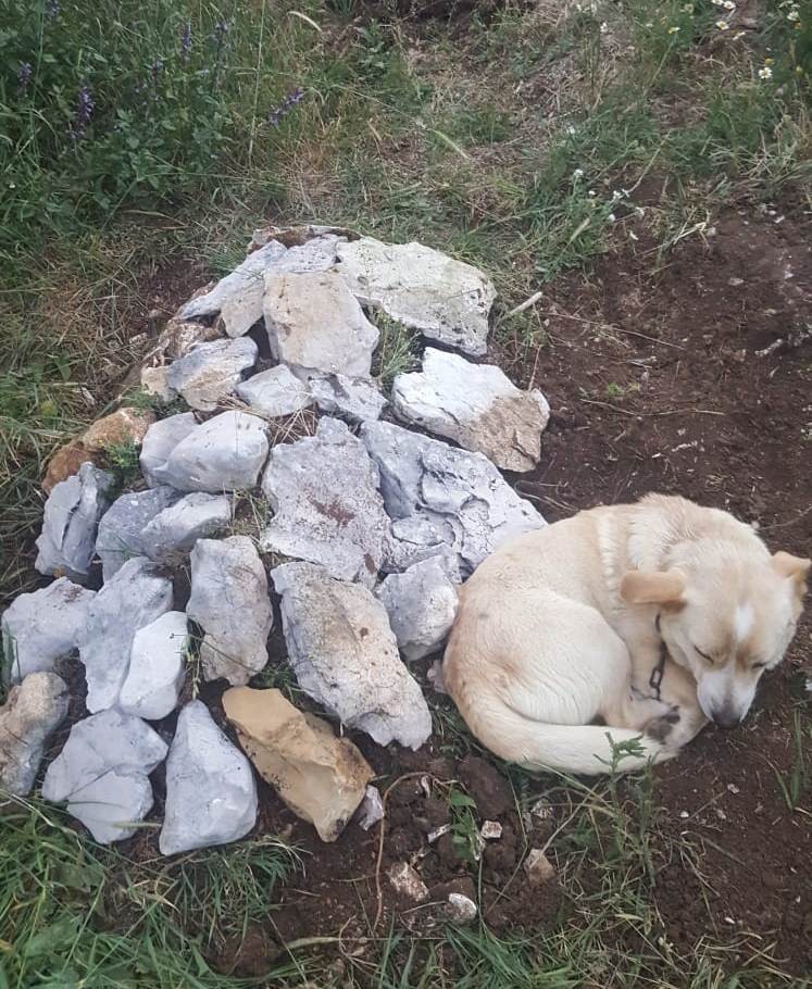 Zehirlenip ölen köpeğin mezarından bir an olsun ayrılmıyor
