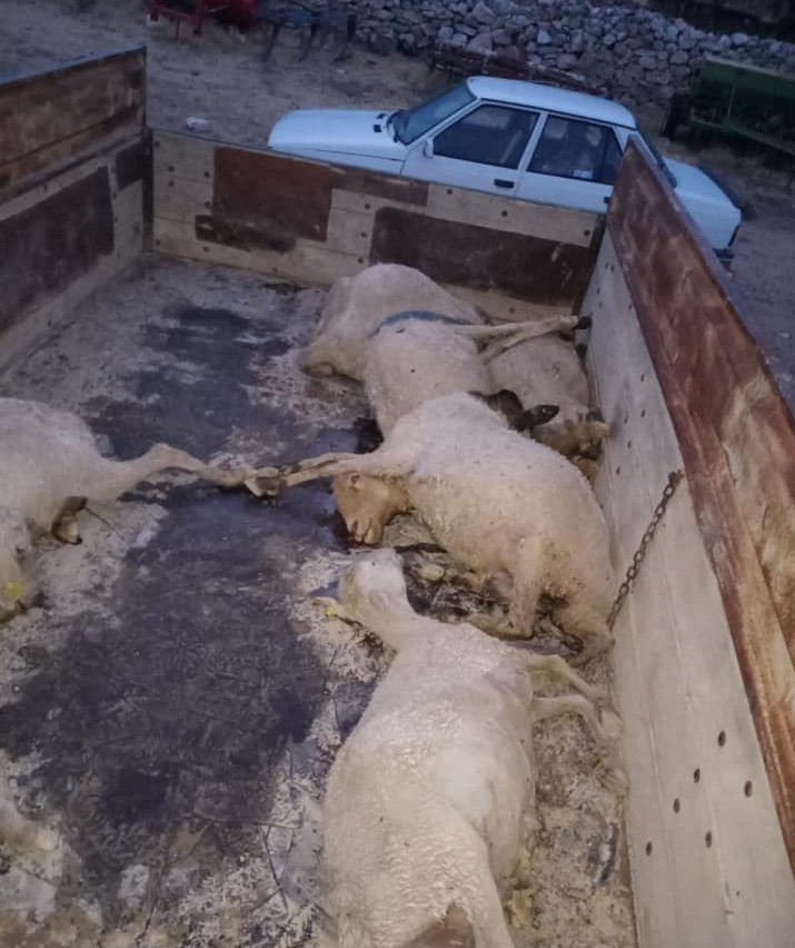 Yaylada doluya yakalanan sürüdeki 18 koyun telef etti