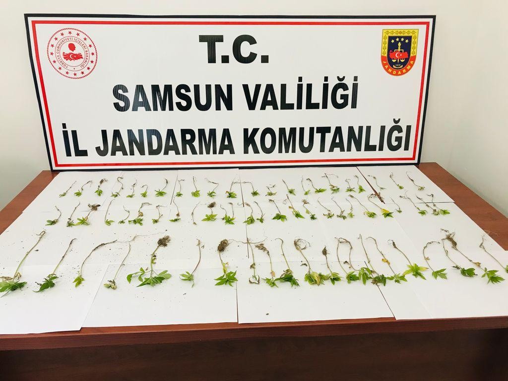 jandarmadan kenevir baskini samsun haberleri jandarmadan kenevir baskini samsun haberleri