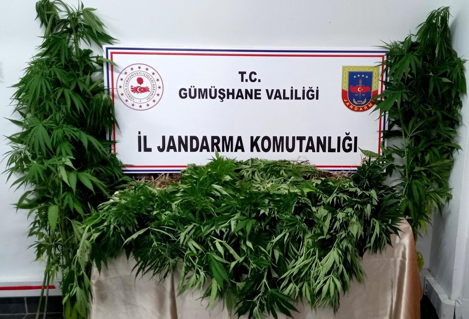 Gümüşhane’de Jandarma kenevir yetiştiricilerine göz açtırmıyor