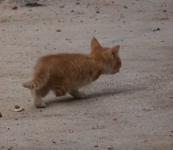 Tunceli’de 3 ayaklı kedi 2 ayaklı yavru doğurdu