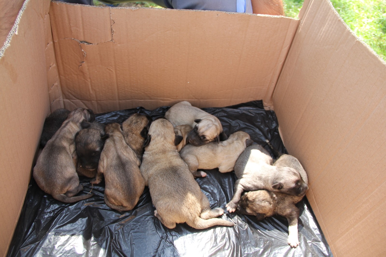 Otobüs çarpan hamile köpek hayatını kaybetti, yavruları kurtarıldı