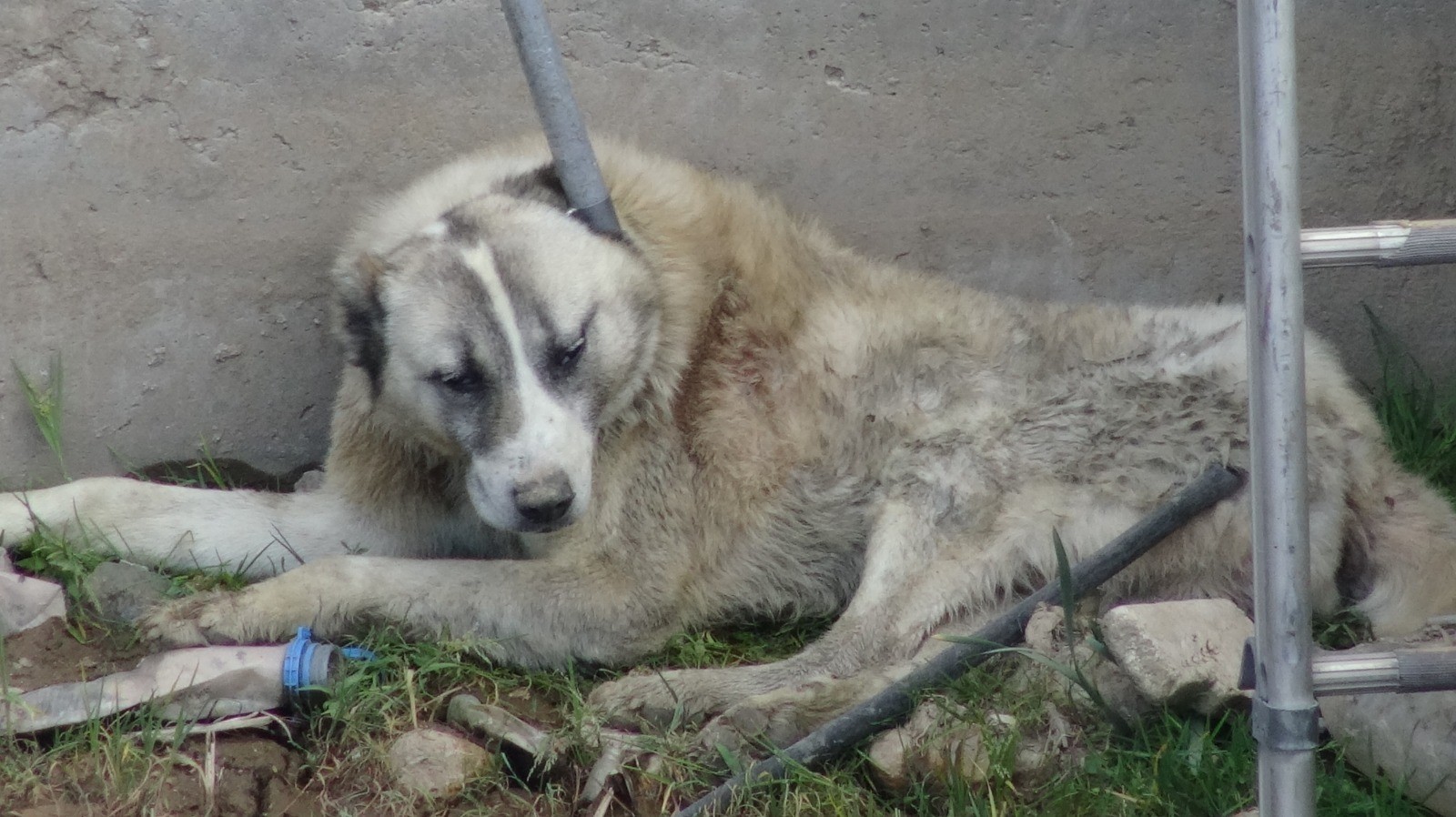 Su kanalına düşen köpeği itfaiye ekipleri kurtardı Afyonkarahisar