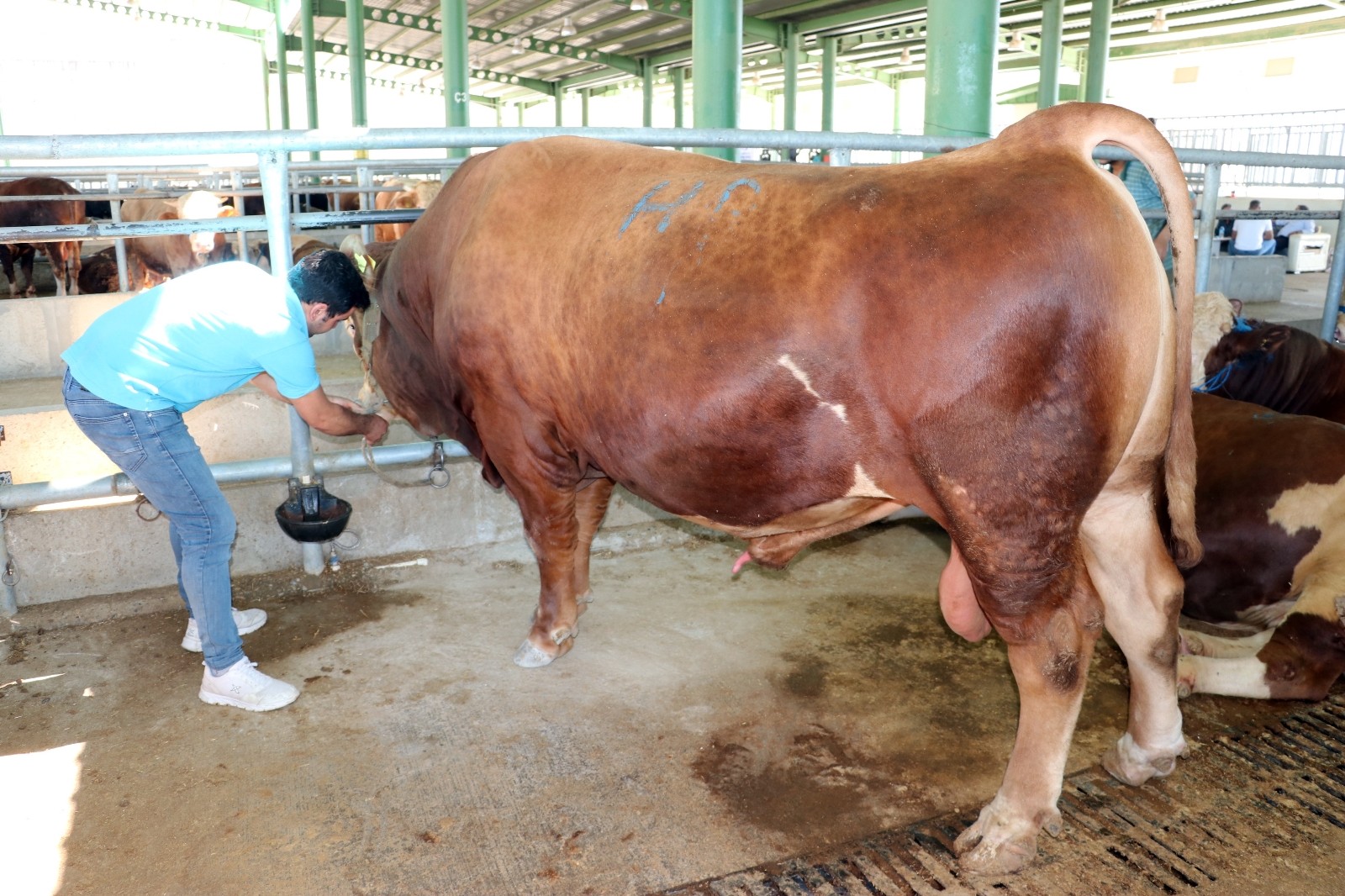 agri nin 1 ton 200 kiloluk gozdesi kocaeli de alici buldu kocaeli haberleri agri nin 1 ton 200 kiloluk gozdesi kocaeli de alici buldu kocaeli haberleri