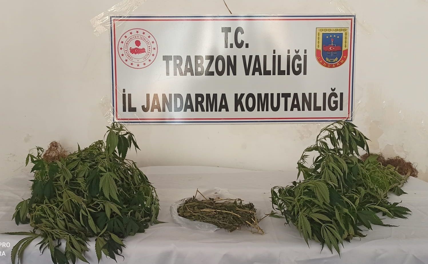 Trabzon’da 152 kök Hint keneviri ele geçirildi