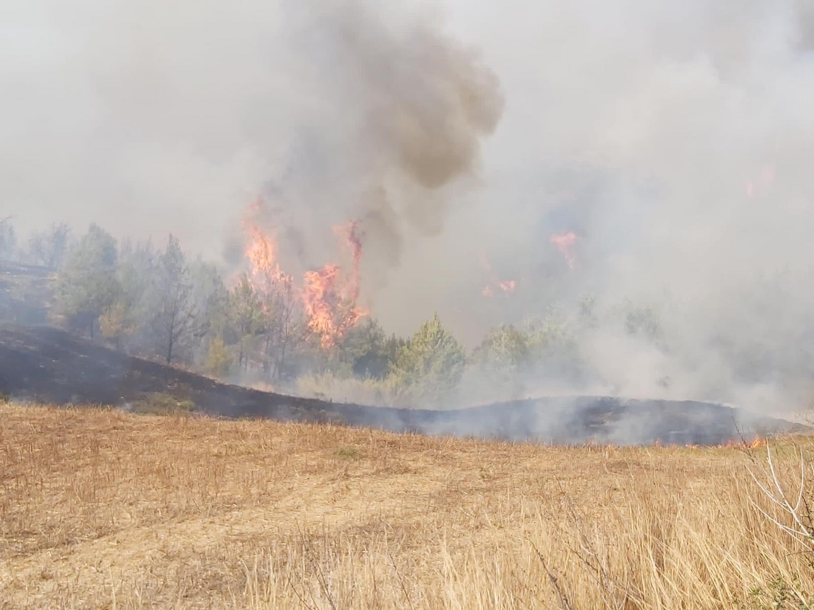 Adana’da anız yangını ormana sıçradı