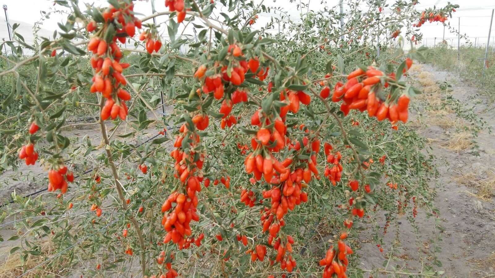 Faydası saymakla bitmeyen Goji Berry Gürün’de yetiştiriliyor - Sivas Haberleri