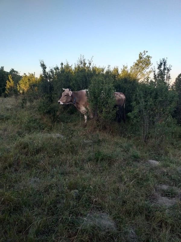 Kuyuya düşen inek vinç yardımıyla kurtarıldı