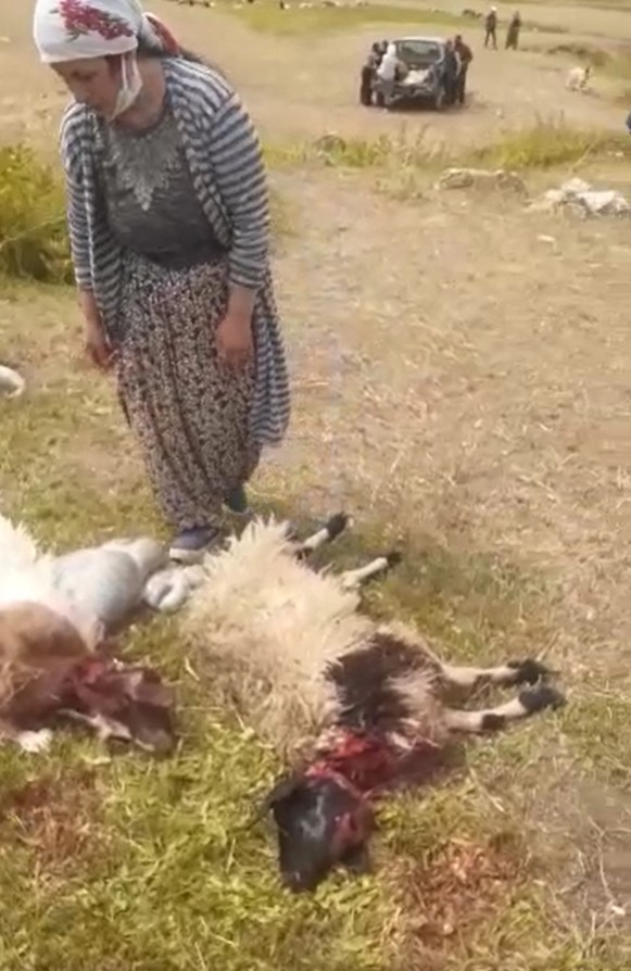Kurtlar sürüye saldırdı, 70 koyun telef oldu