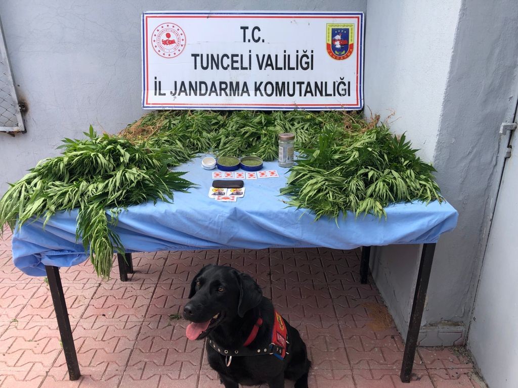 Tunceli’de uyuşturucu operasyonunda 1 gözaltı