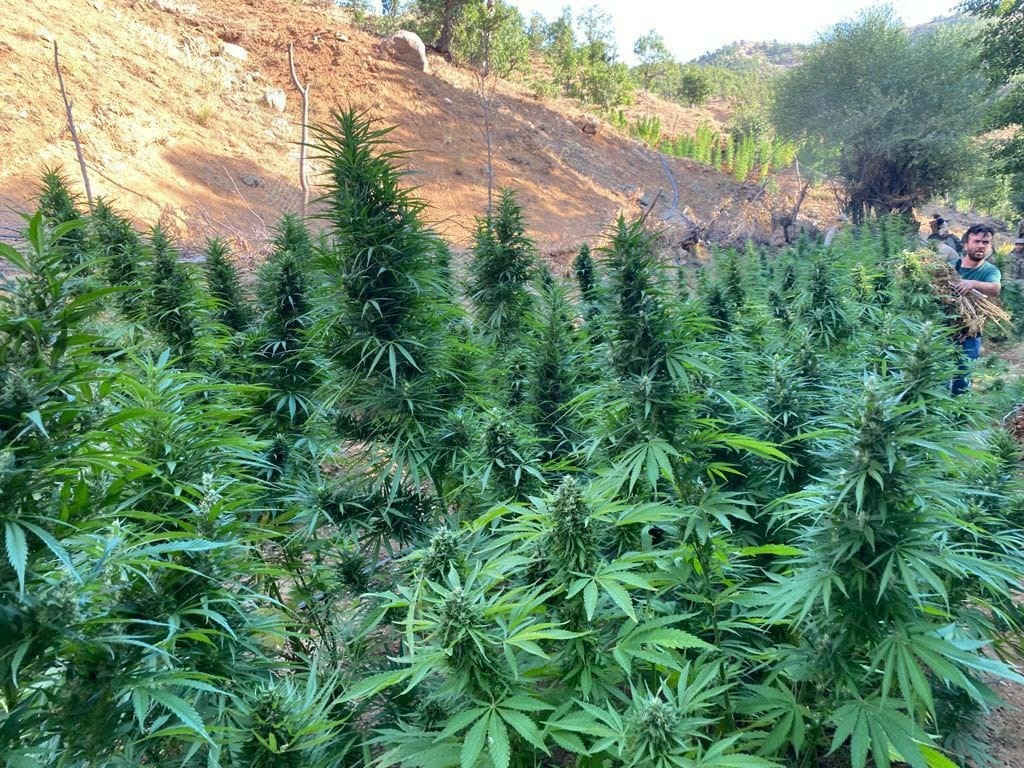 bingol de 225 bin kok kenevir ve 95 kilo esrar ele gecirildi 1 supheli de gozaltina alindi bingol haberleri