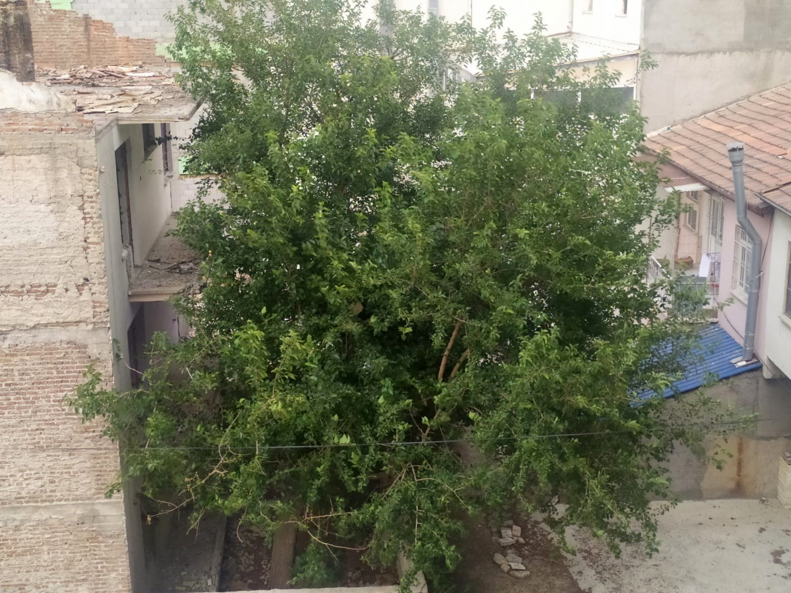 Elazığ’da şiddetli rüzgar etkili oldu, ağaçların dalları kırıldı