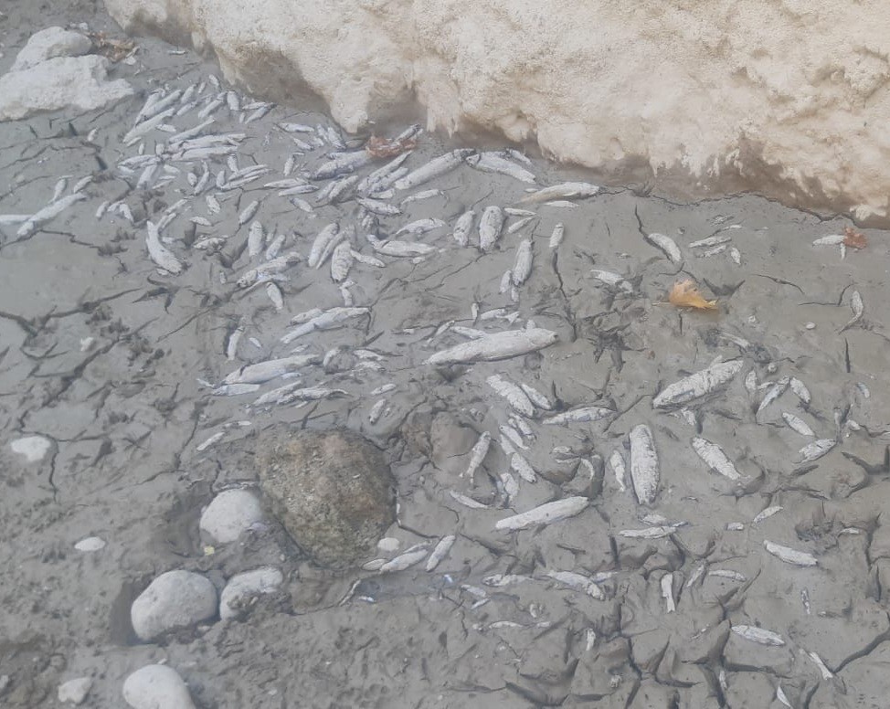 Menderes’te sular çekildi, oksijensiz kalan binlerce balık telef oldu