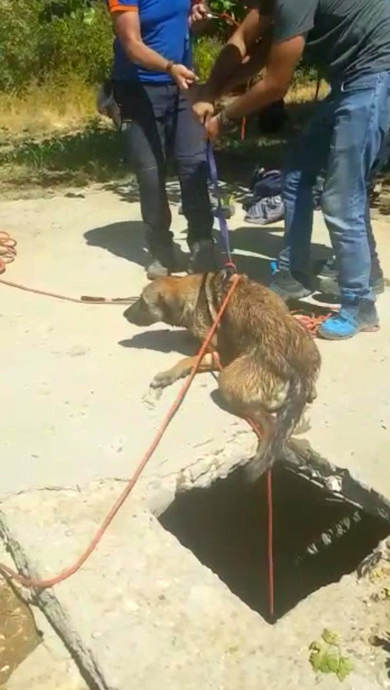 Kuyuda bulunan iki köpek AFAD ekipleri tarafından kurtarıldı