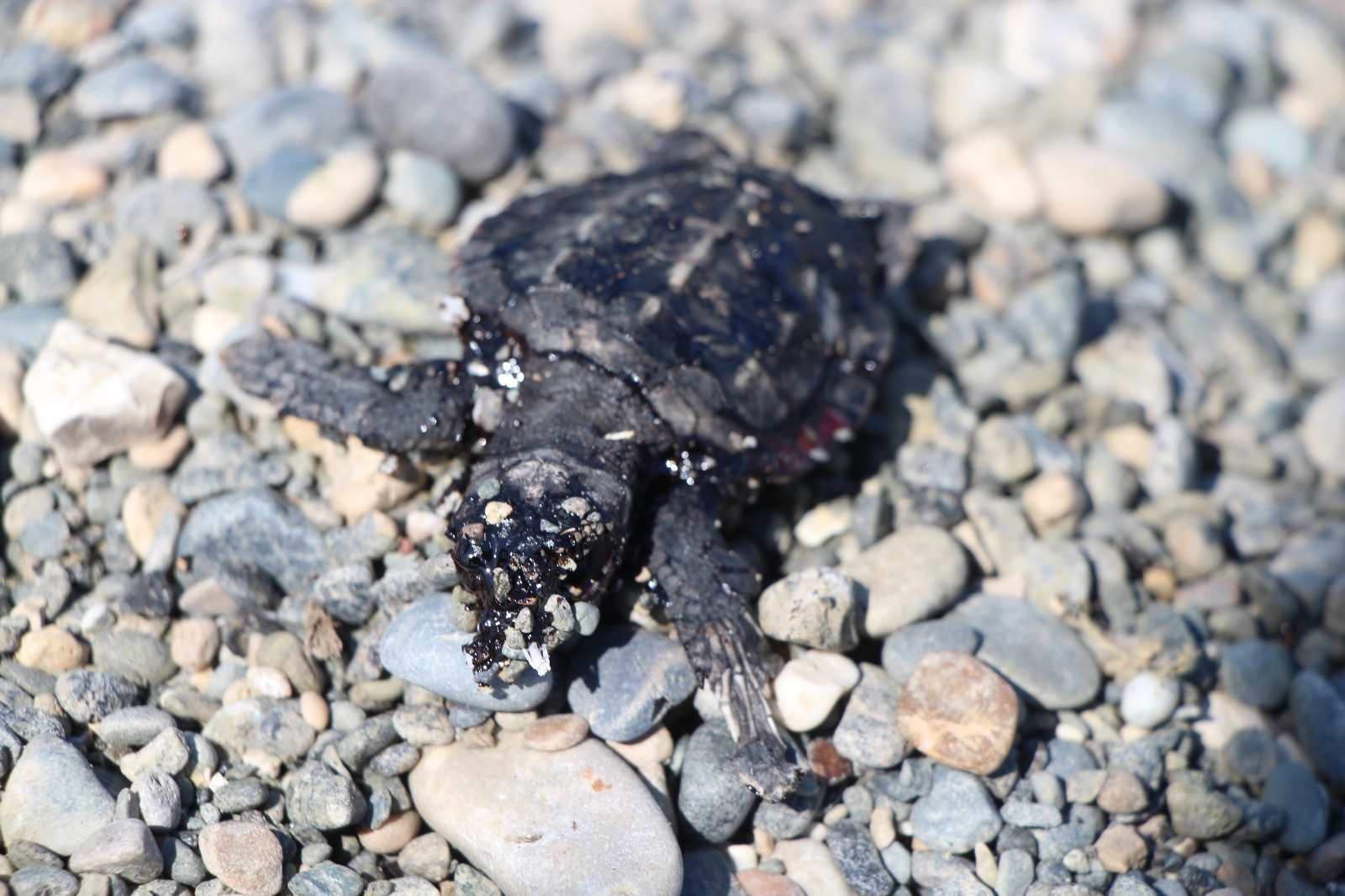 Petrol atıkları yavru deniz kaplumbağalarının ölmesine neden oldu