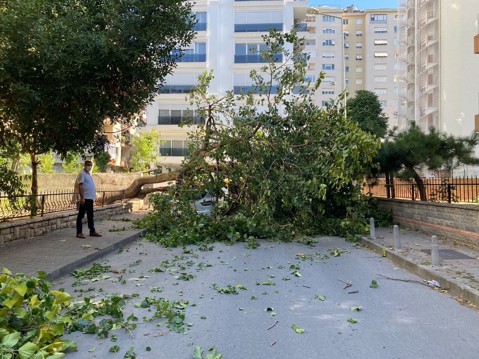 (Özel) Kadıköy’de dut ağacı park halindeki otomobilin üzerine devrildi
