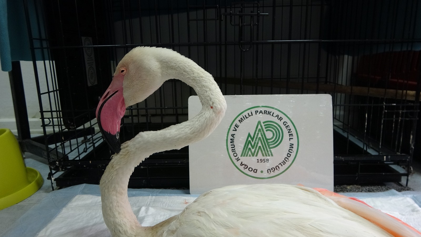 Yorgun flamingo Çanakkale’de tedavi altına alındı