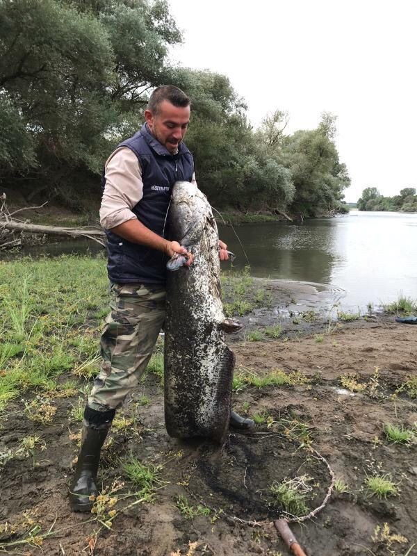 Edirne’de 44 kiloluk yayın balığı yakalandı