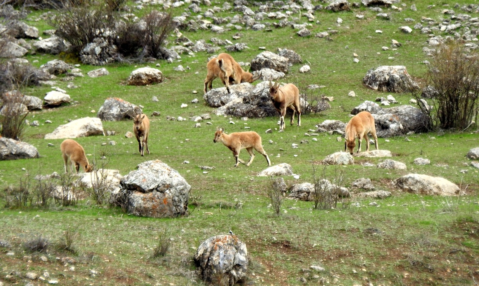 (Özel) Terörden temizlenen Munzur Dağlarına yaban keçileri güzellik katıyor