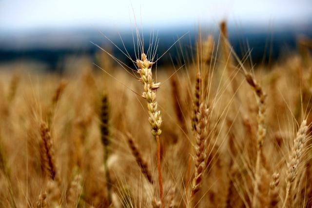 Edirne’de buğday 2,653 liradan satıldı