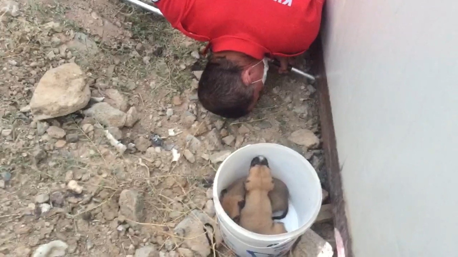 Konteyner altında mahsur kalan yavru köpekler kurtarıldı