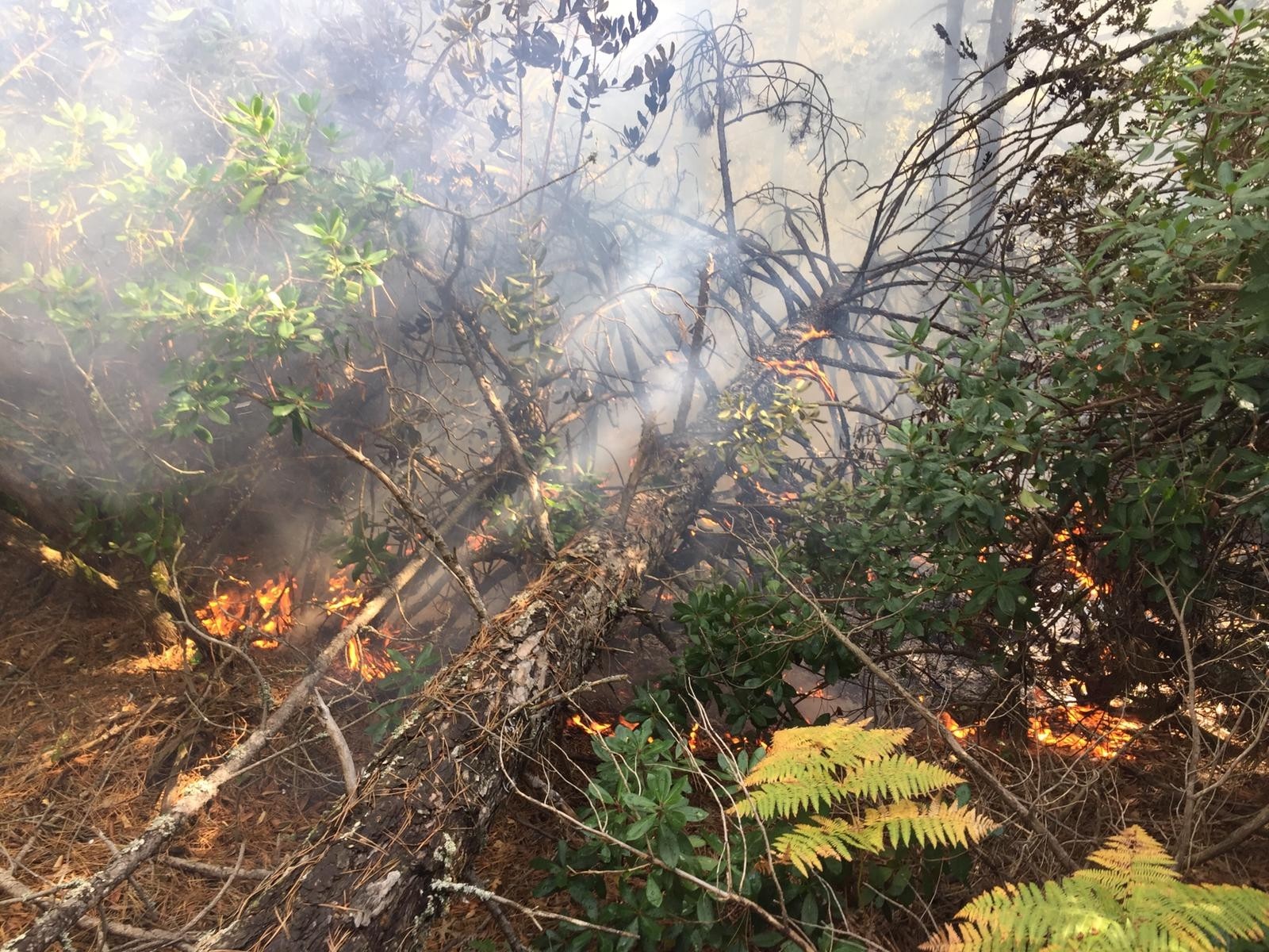 Balıkesir’de yıldırımın düştüğü ormanlık alanda yangın